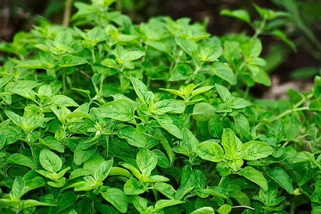 Les Tendances Culinaires : Guide d'Achat Complet