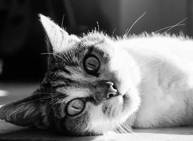 Guide d'Achat Transports Animaux de Compagnie